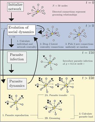 How Emergent Social Patterns in Allogrooming Combat Parasitic Infections